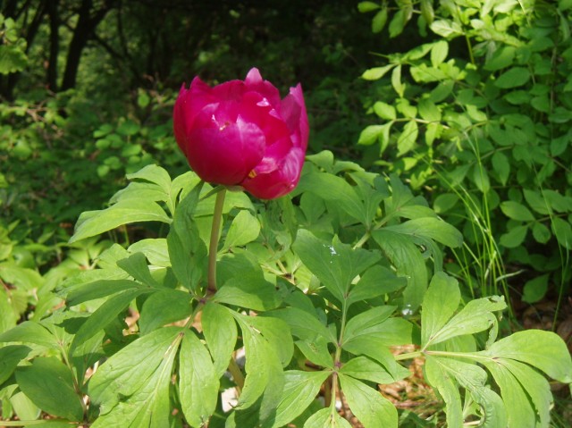 Paeonia officinalis subsp. italica / Peonia italica